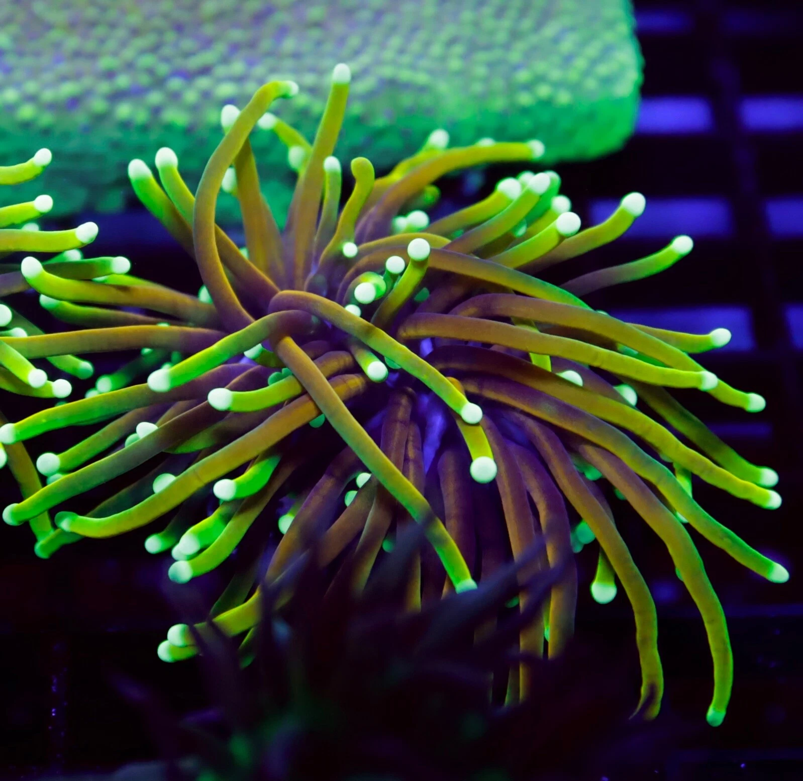 Torch Coral